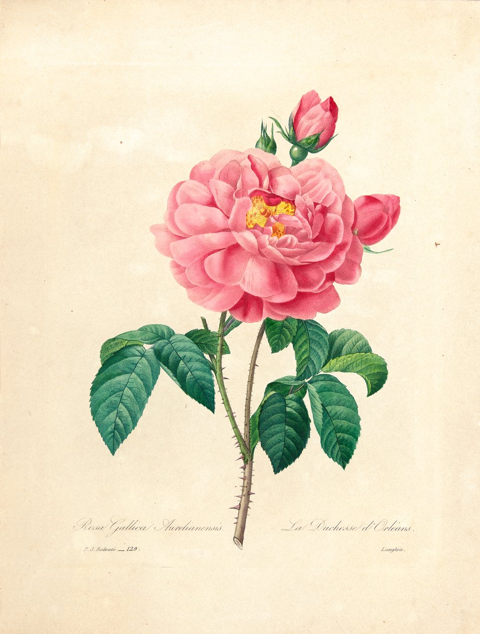 Hertuginnen av Orleans Rose, gravert av Langlois, fra 
