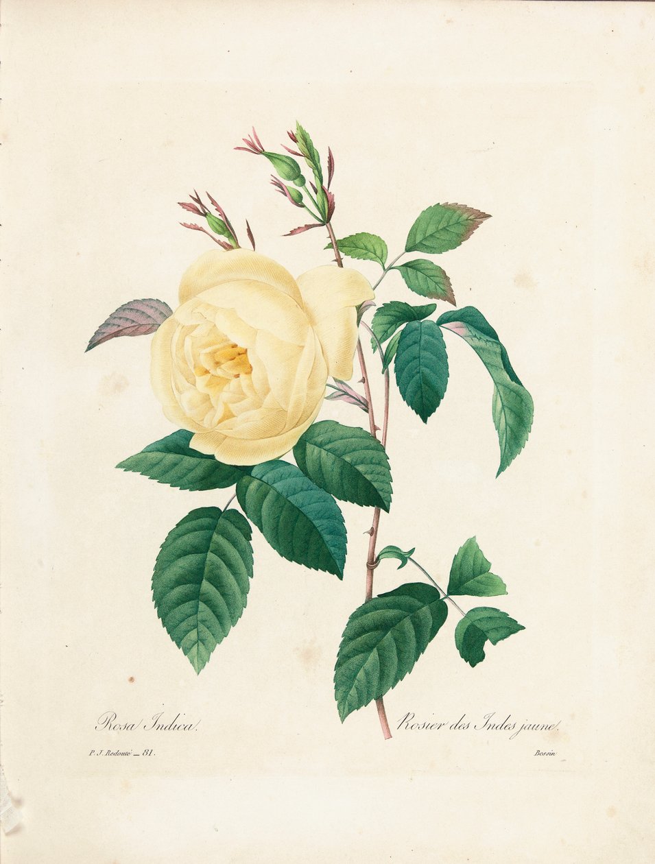 Yellow Rosa Indica, gravert av Bessin, fra 