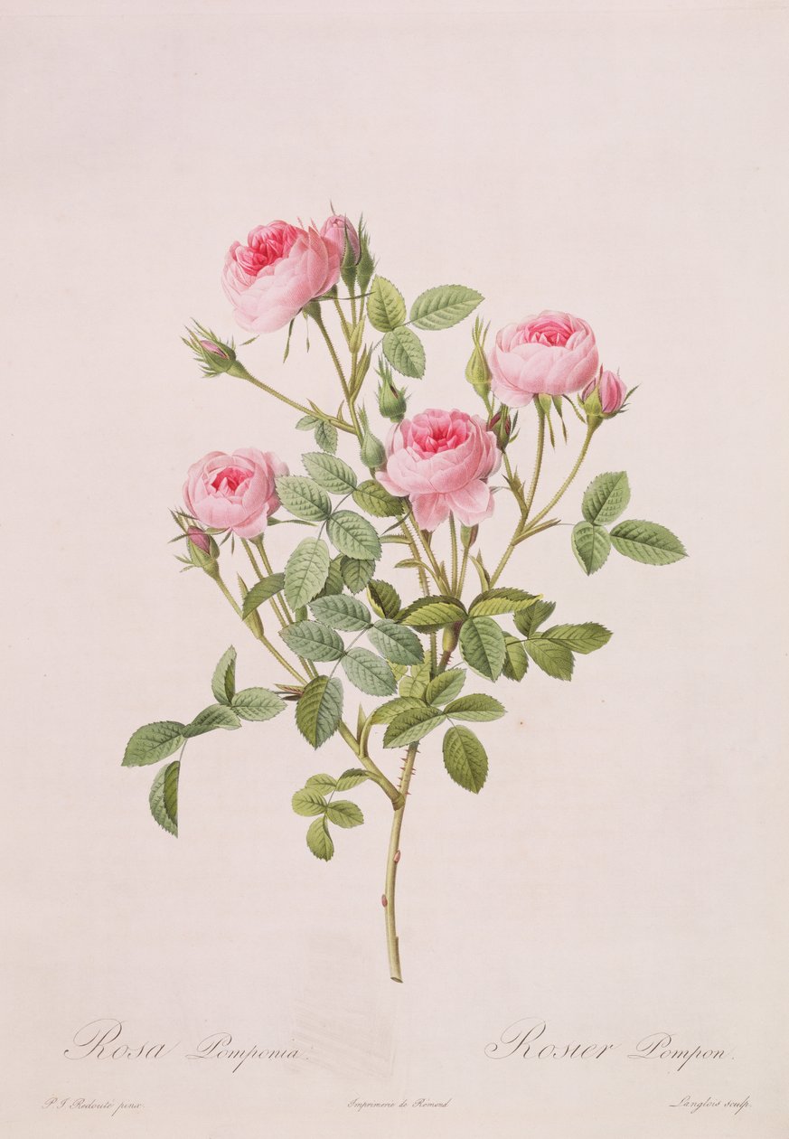 Rosa pomponia, gravert av Langlois, fra Les Roses, 1817-24 (farget akvatint) av Pierre Joseph Redouté