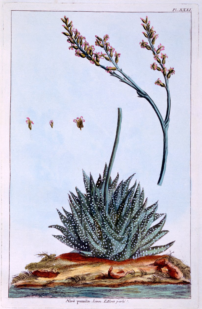 Aloe, illustrasjon fra 