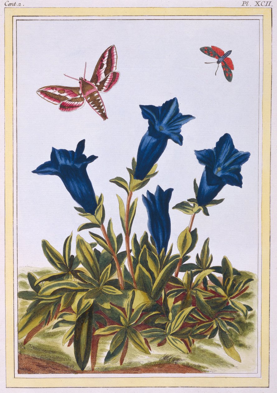 Blå Gentian (trompetblomst), ca. 1776 (håndfarget gravering) av Pierre Joseph Buchoz