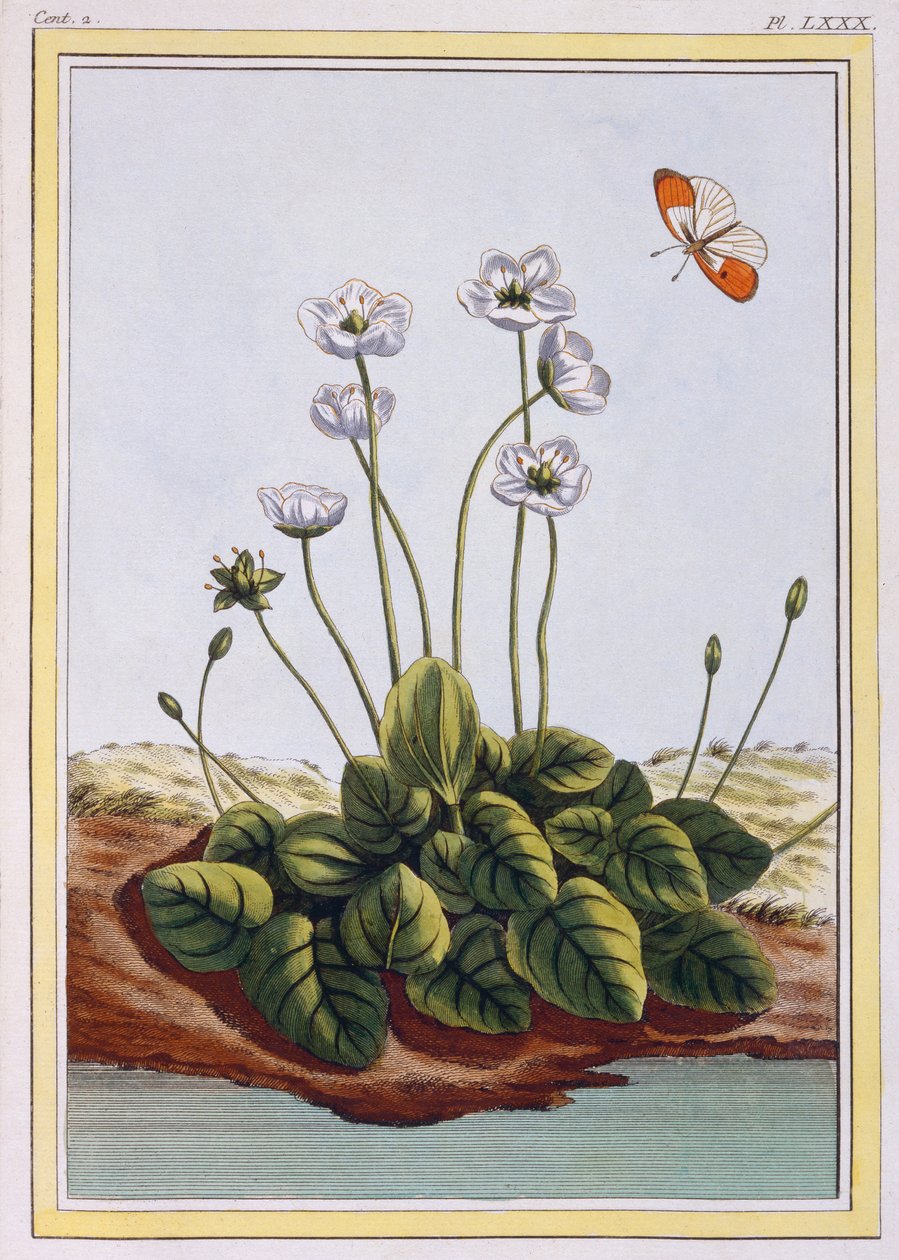 Chiendent de Parnasse (Parnassos gress), ca. 1776 (håndfarget gravering) av Pierre Joseph Buchoz