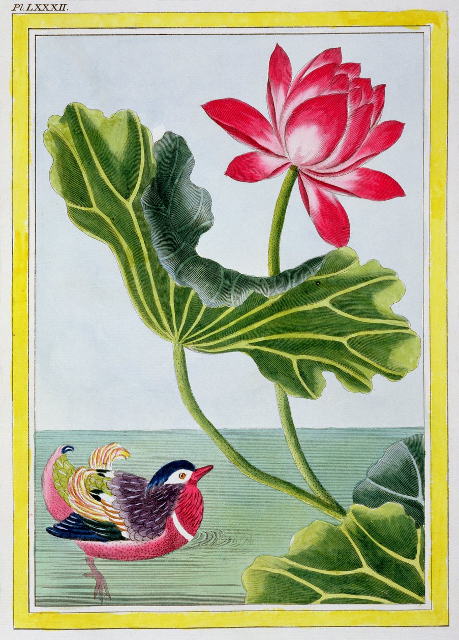 Kinesisk rød vannlilje, bind I, plate 82, fra 