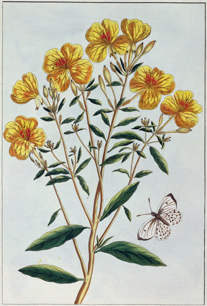 Evening Primrose, plate 73 fra 