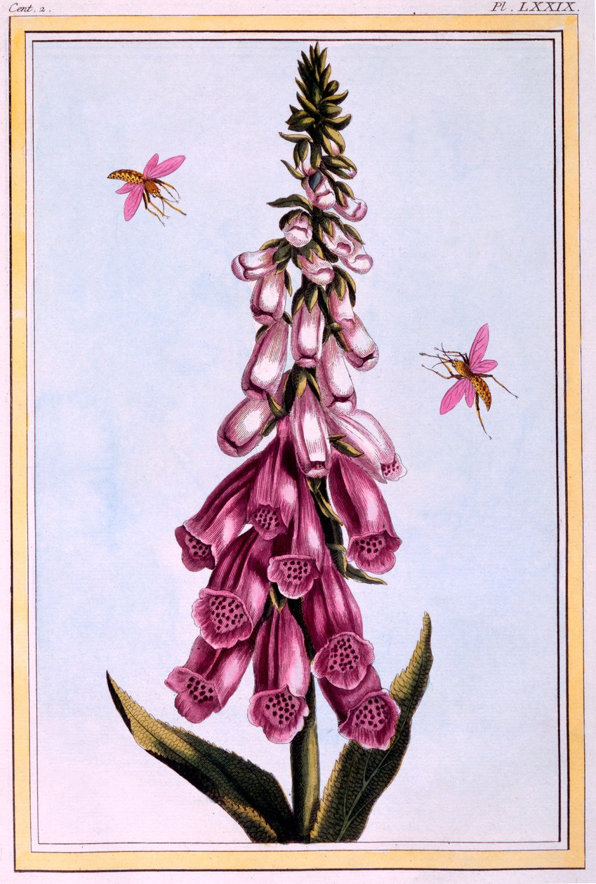Foxglove Digitalis, illustrasjon fra 