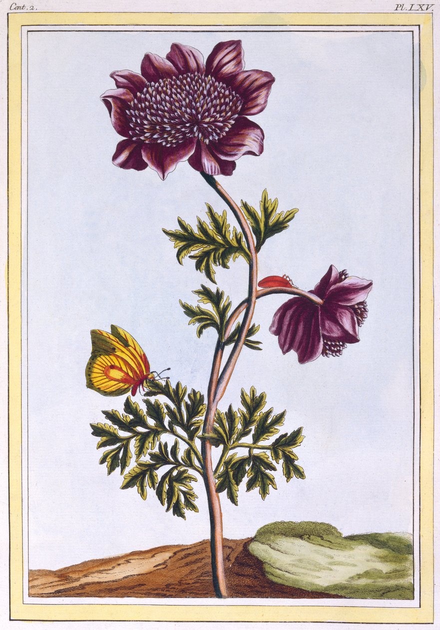 Garden Anenome (Vindblomst), ca. 1776 (håndfarget gravering) av Pierre Joseph Buchoz