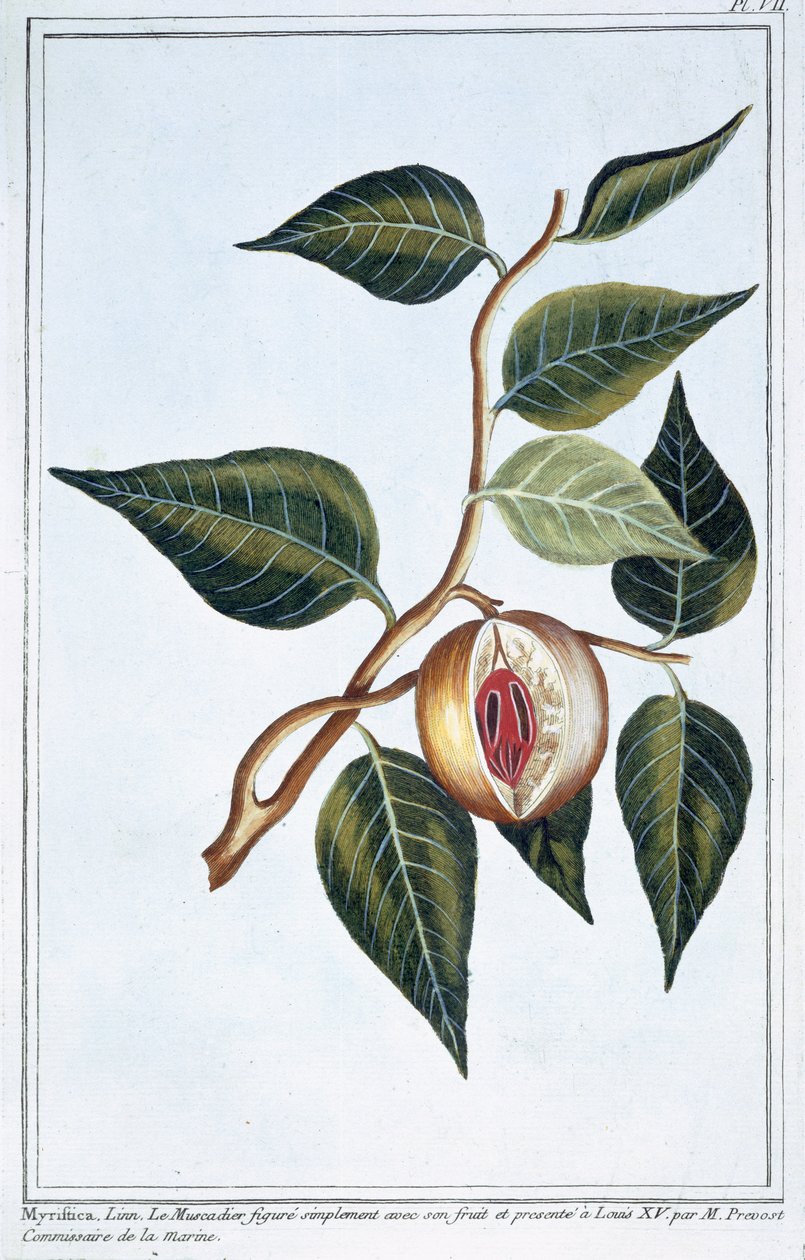 Muskat, plate 7, fra 