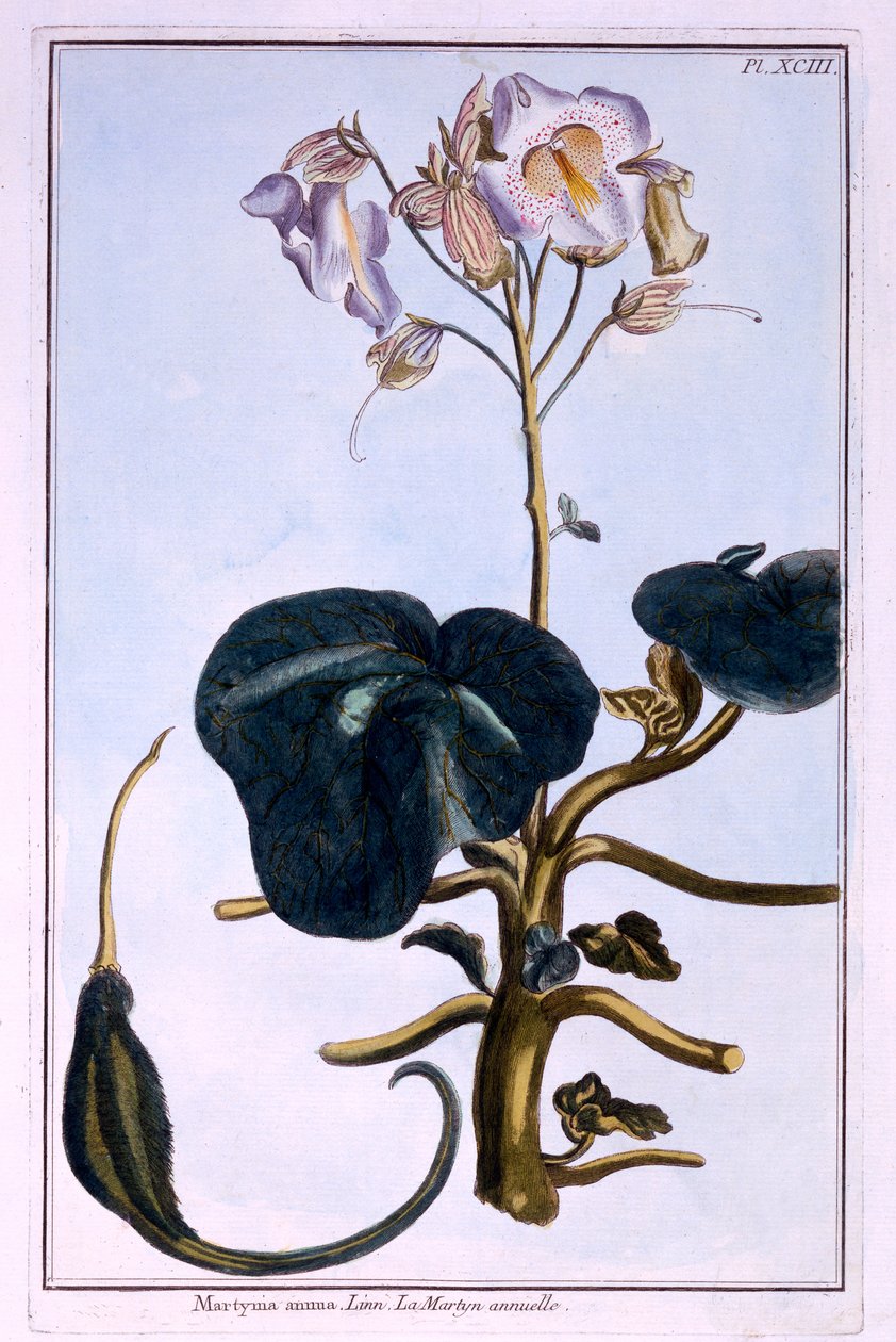 Snabelblomst av Pierre Joseph Buchoz
