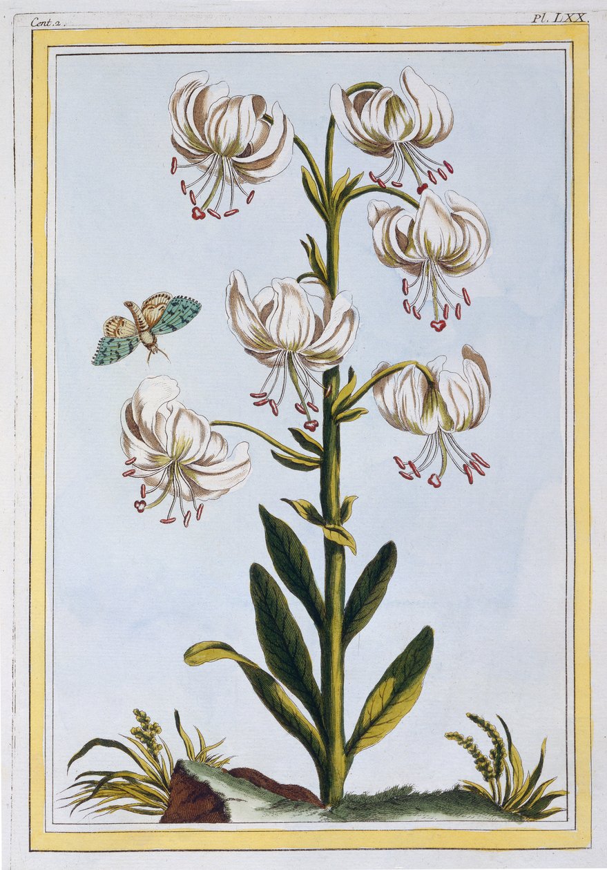 Turkscap Lily prob L. Martagan, Var: Album, ca. 1776 (håndkolorert gravering) av Pierre Joseph Buchoz