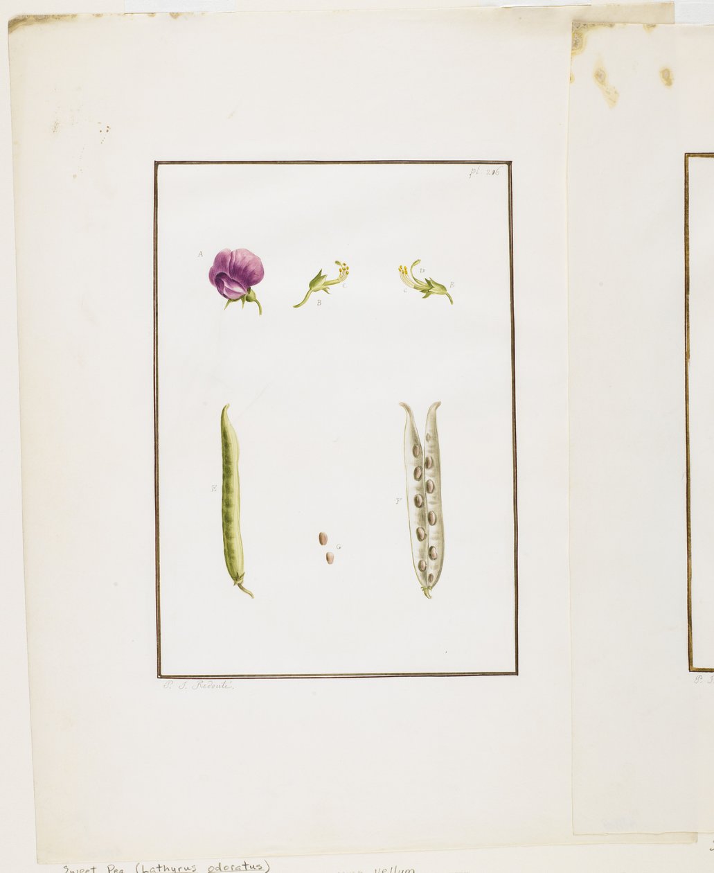 Botanisk disseksjon: Sweet Pea (Lathyrus odoratus), ca. 1778-90 (wc og grafitt på papir) av Pierre Joseph Redouté