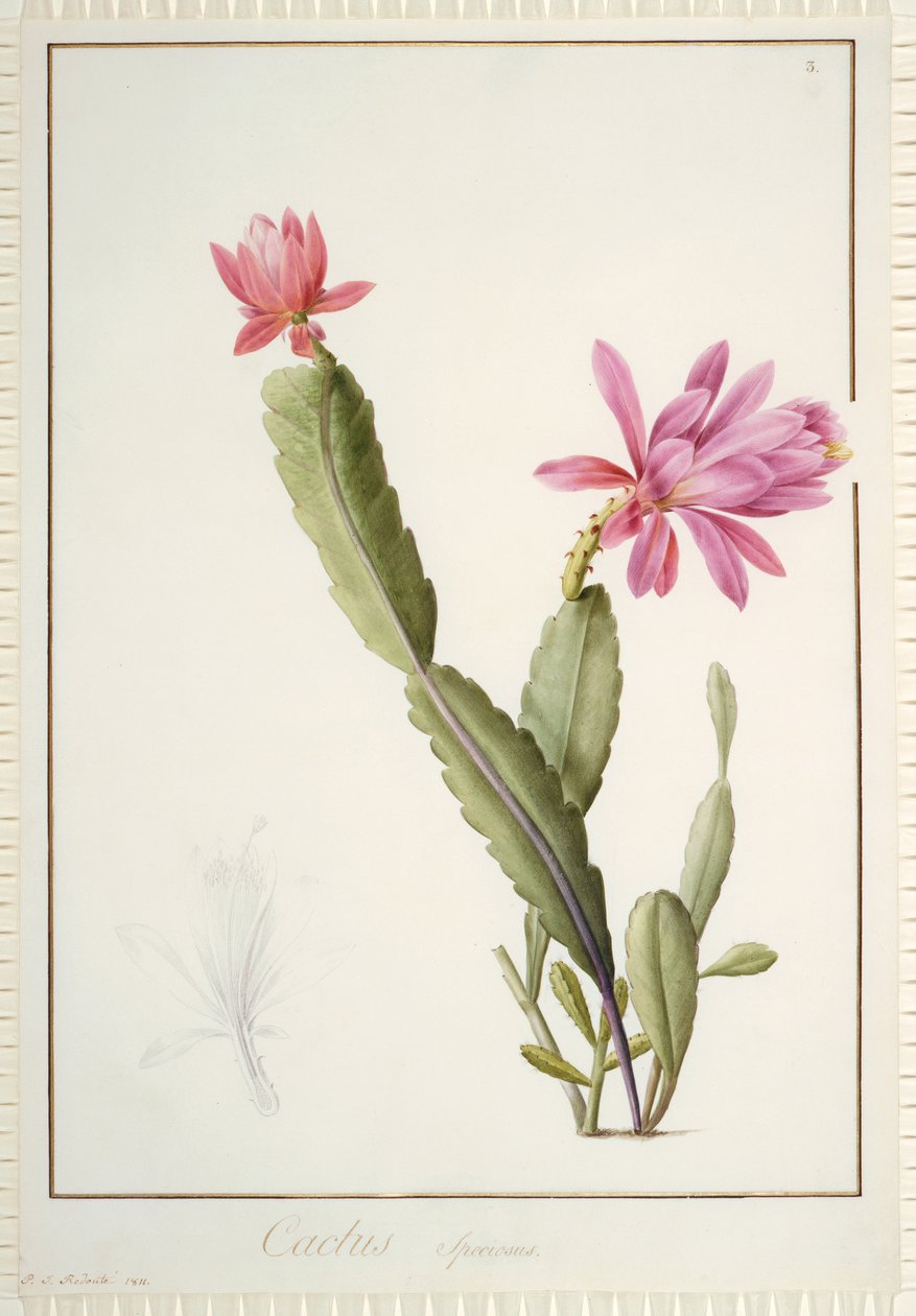 Cactus Speciosus, 1811 (wc og kroppsfarge over spor av grafitt på vellum) av Pierre Joseph Redouté
