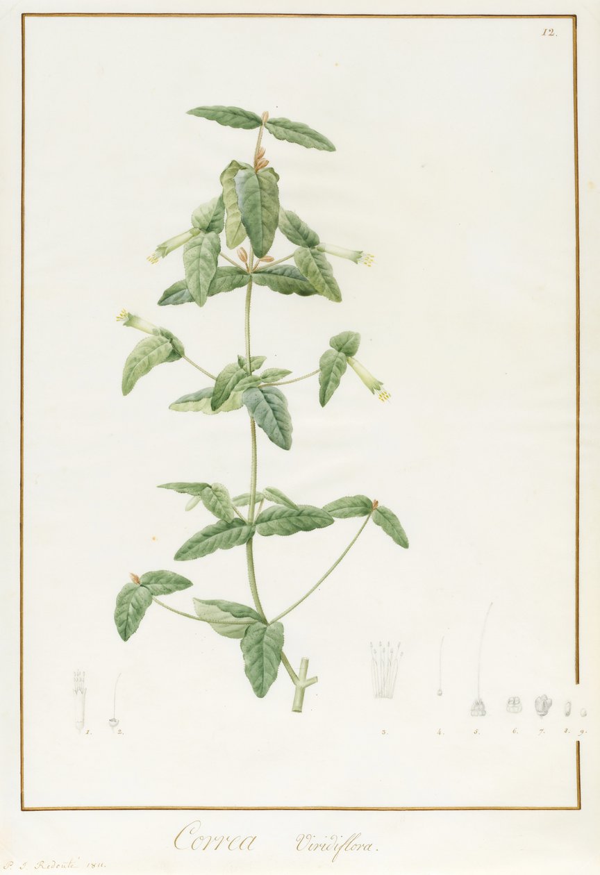 Correa Vieisiflora, 1811 (wc og kroppsfarge over spor av grafitt på vellum) av Pierre Joseph Redouté