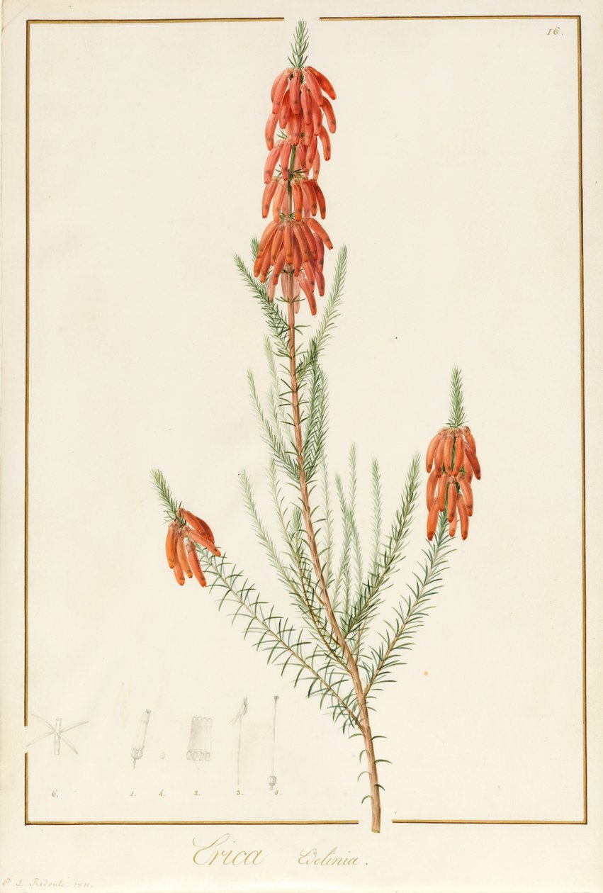Erica Edilinei, 1811 (wc og kroppsfarge over spor av grafitt på vellum) av Pierre Joseph Redouté