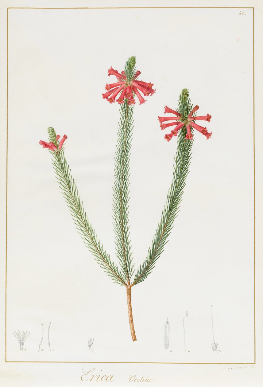 Erica Vestita, 1812 (wc og kroppsfarge over grafitt på vellum) av Pierre Joseph Redouté