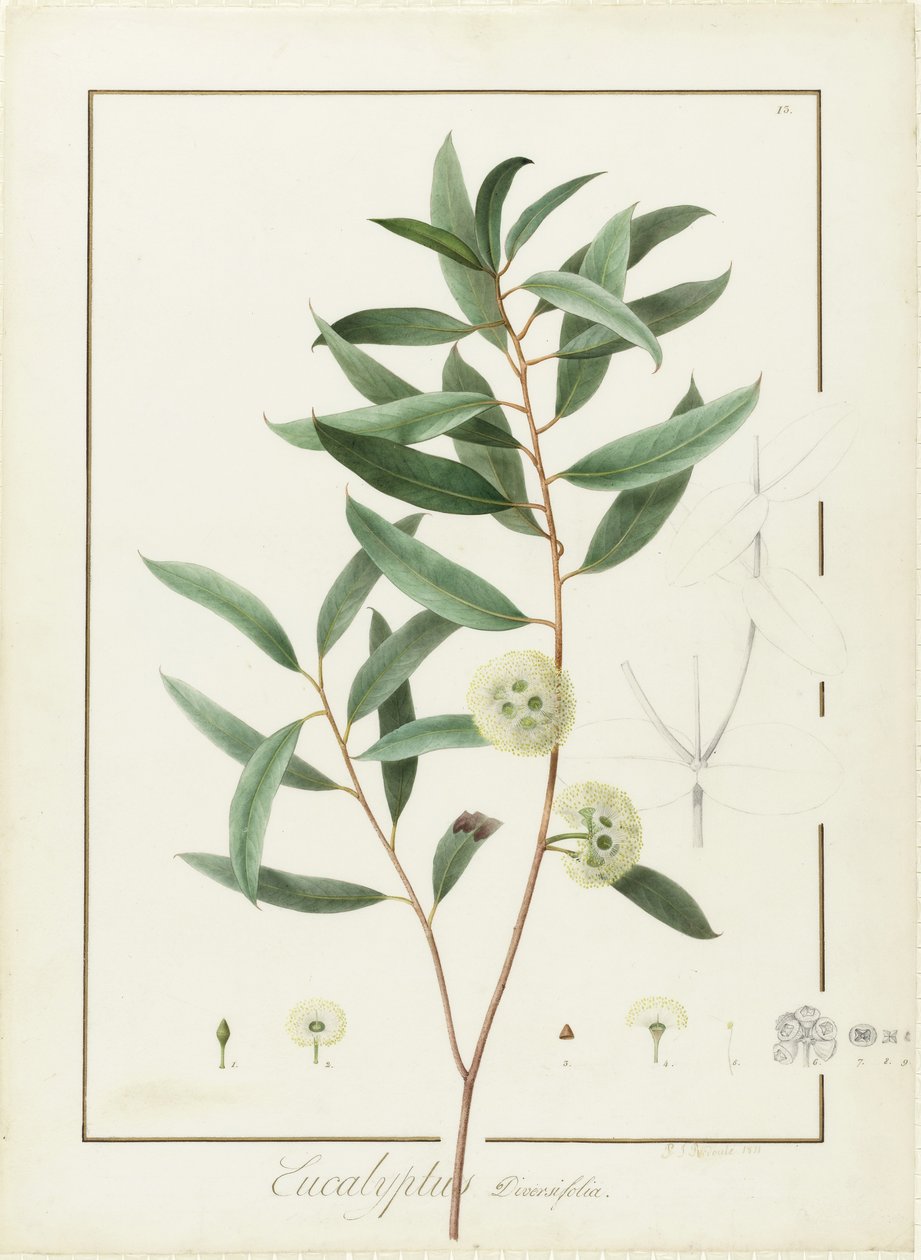 Eucalyptus Diversifolia, 1811 (wc og kroppsfarge over spor av grafitt på vellum) av Pierre Joseph Redouté