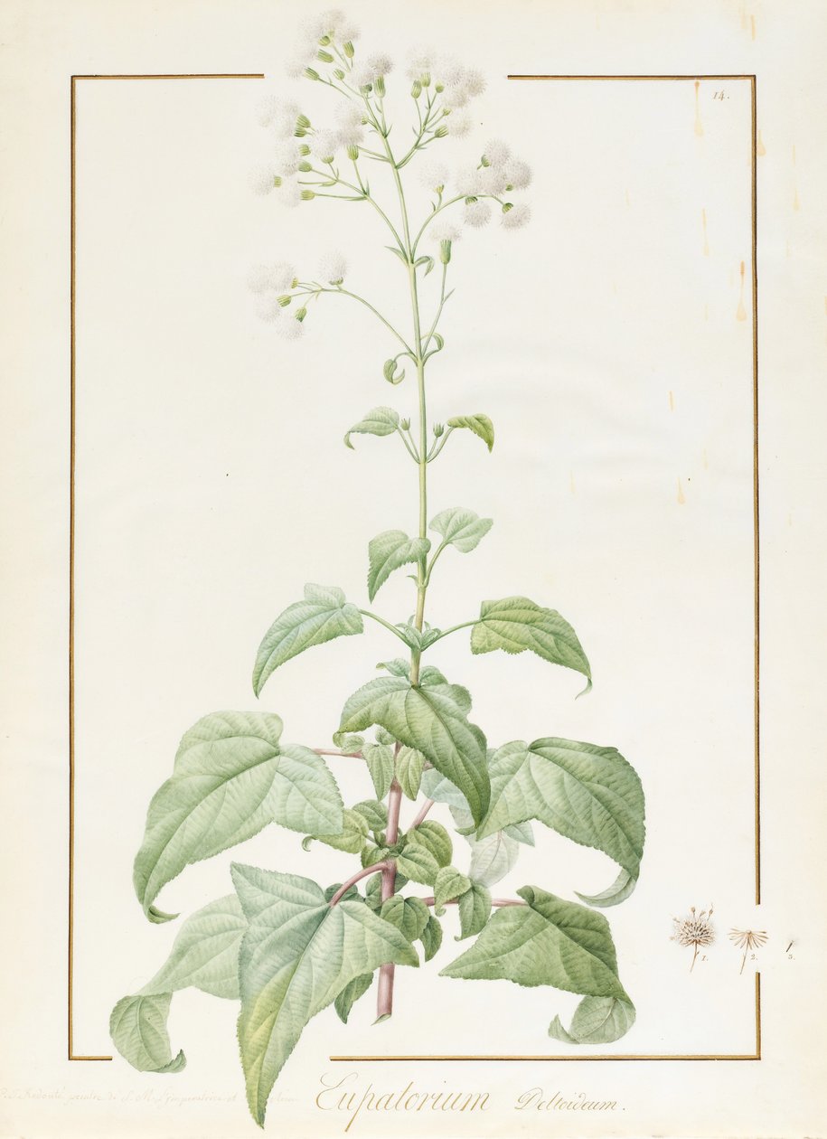 Eupatorium Deltoideum (wc og kroppsfarge over spor av grafitt på vellum) av Pierre Joseph Redouté