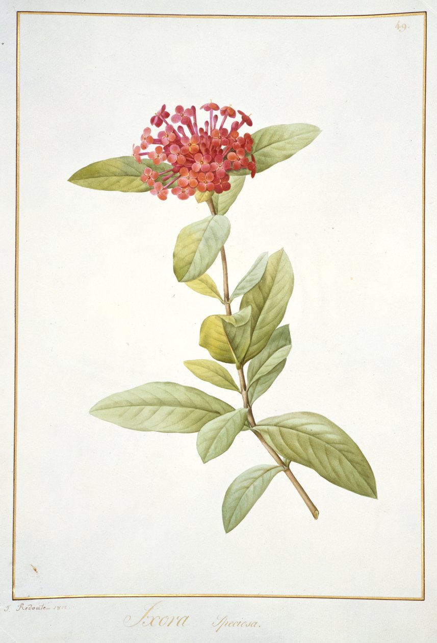 Ixora speciosa, 1812 (wc og kroppsfarge over grafitt på vellum) av Pierre Joseph Redouté