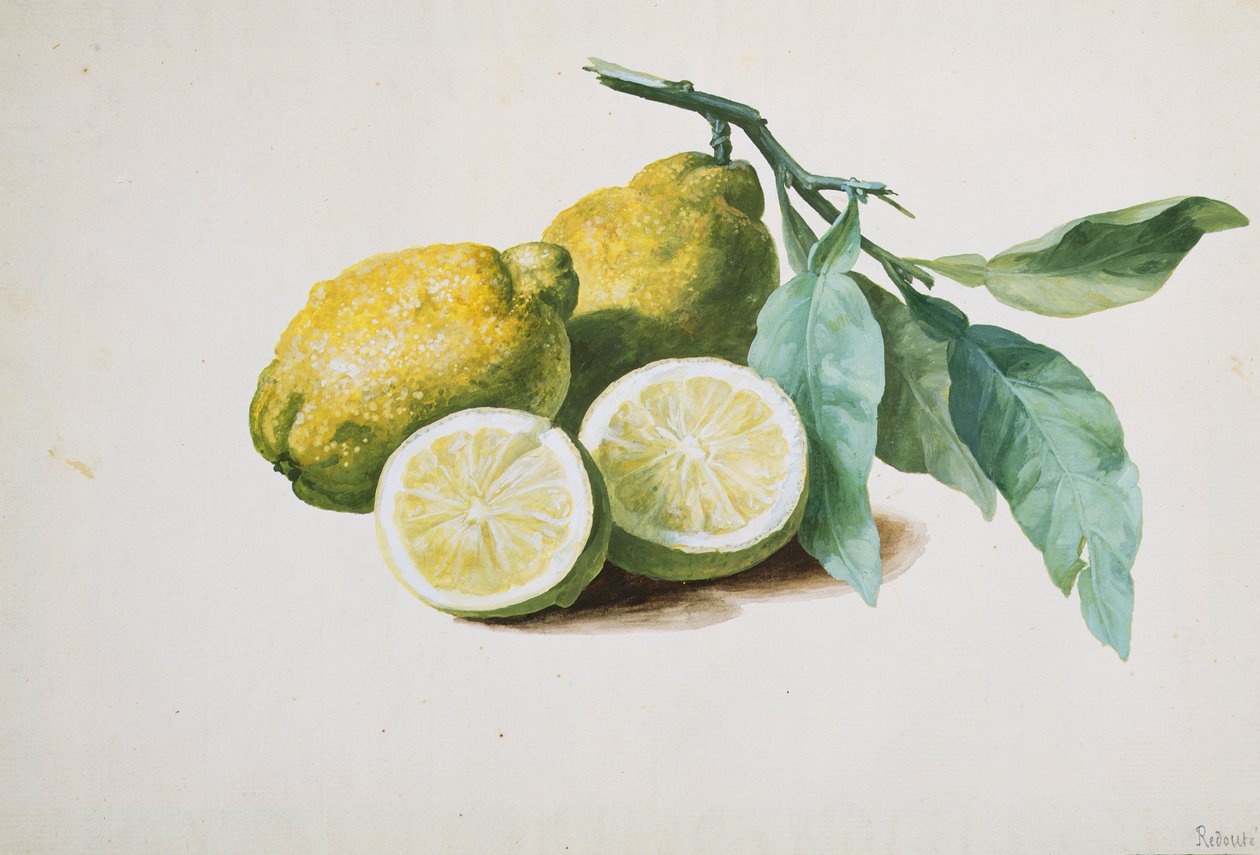 Sitroner, 1840 av Pierre Joseph Redouté