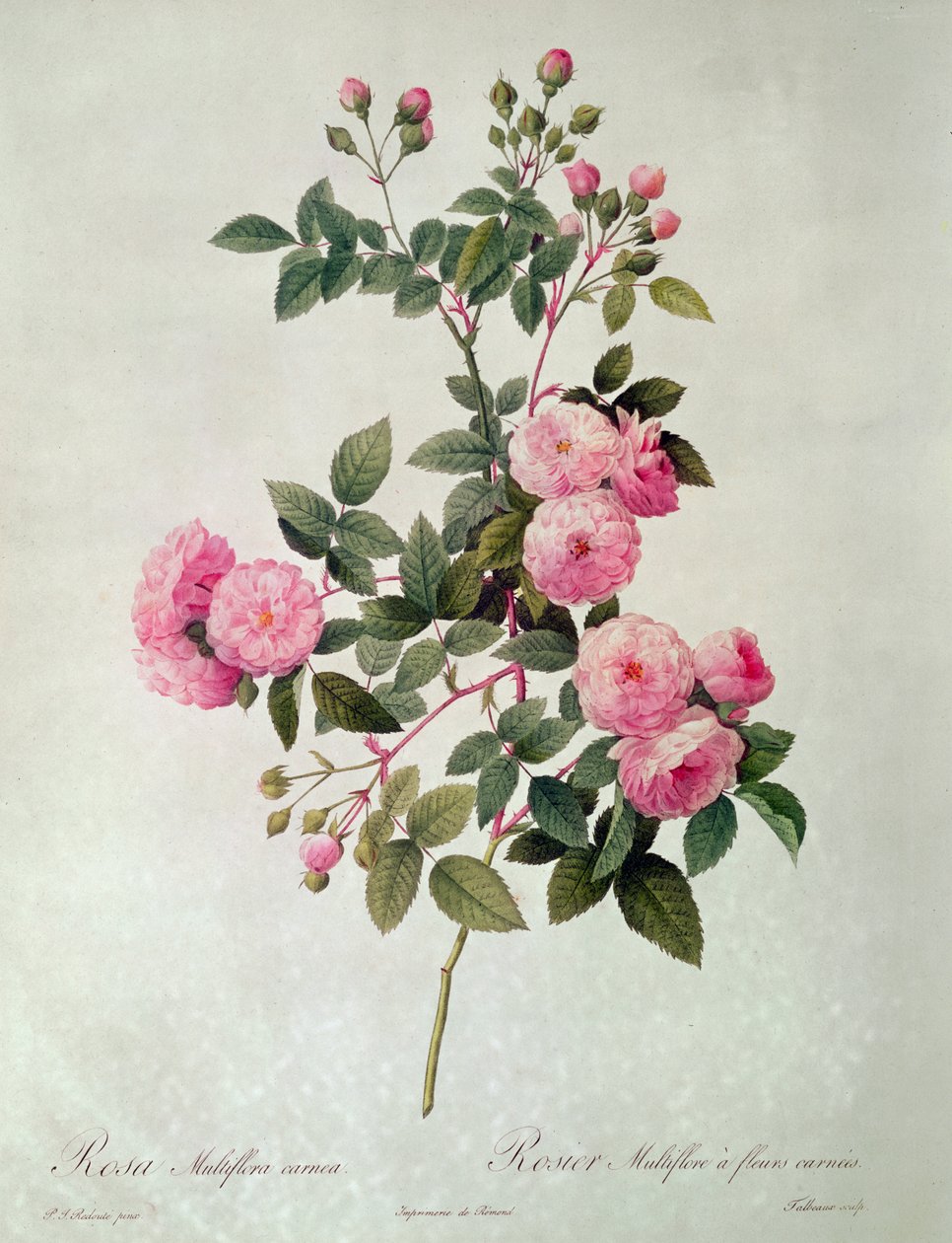 Thory Roses, Rosa Multiflora Carnea (litografi) av Pierre Joseph Redouté