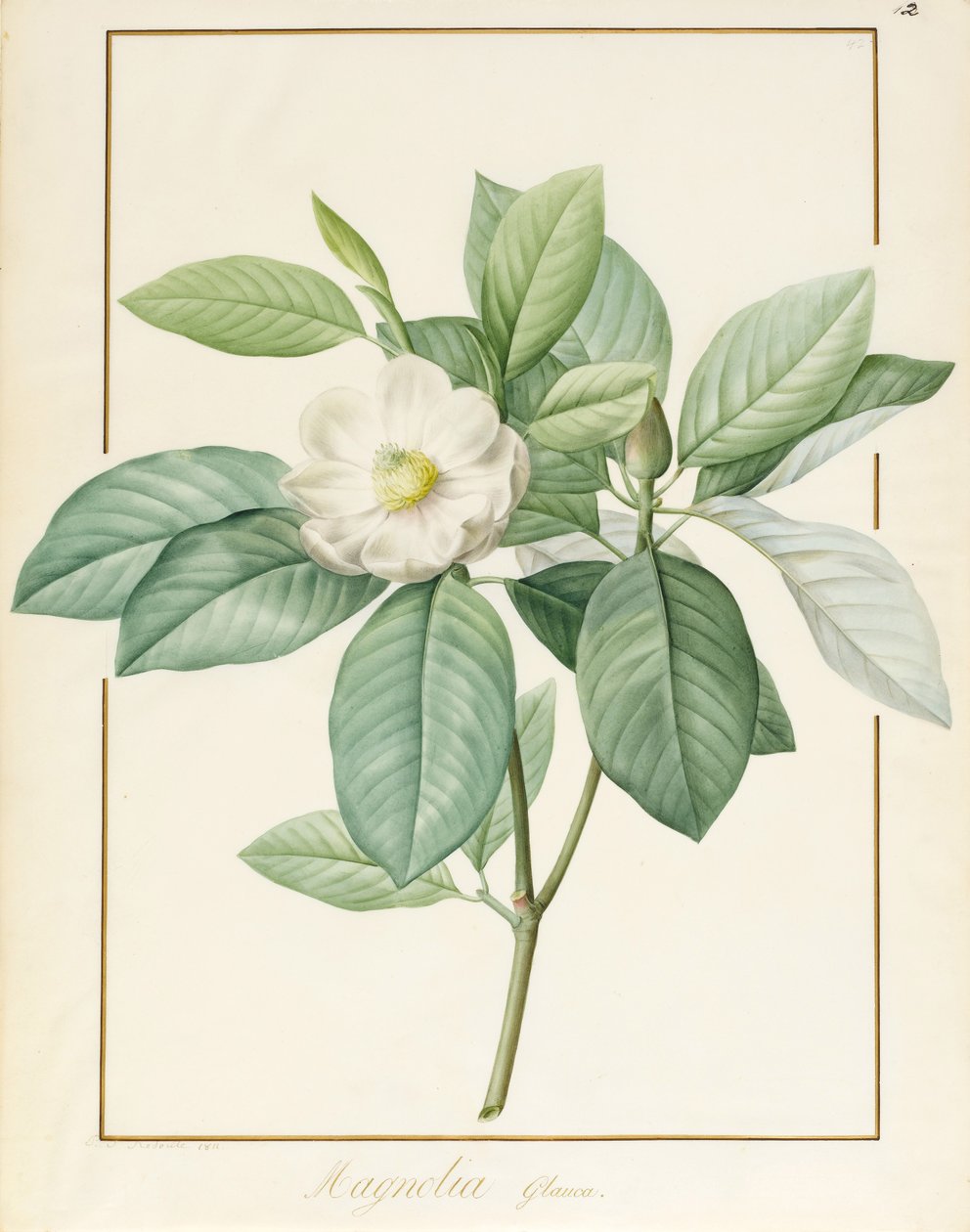 Magnolia Glauca, 1811 (wc og kroppsfarge over grafitt på vellum) av Pierre Joseph Redouté
