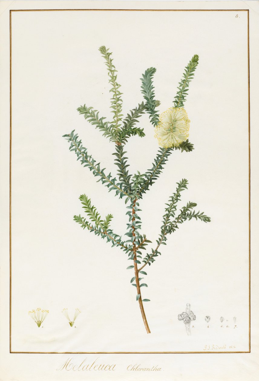 Melaleuca Chlorantha, 1812 (wc og kroppsfarge over spor av grafitt på vellum) av Pierre Joseph Redouté