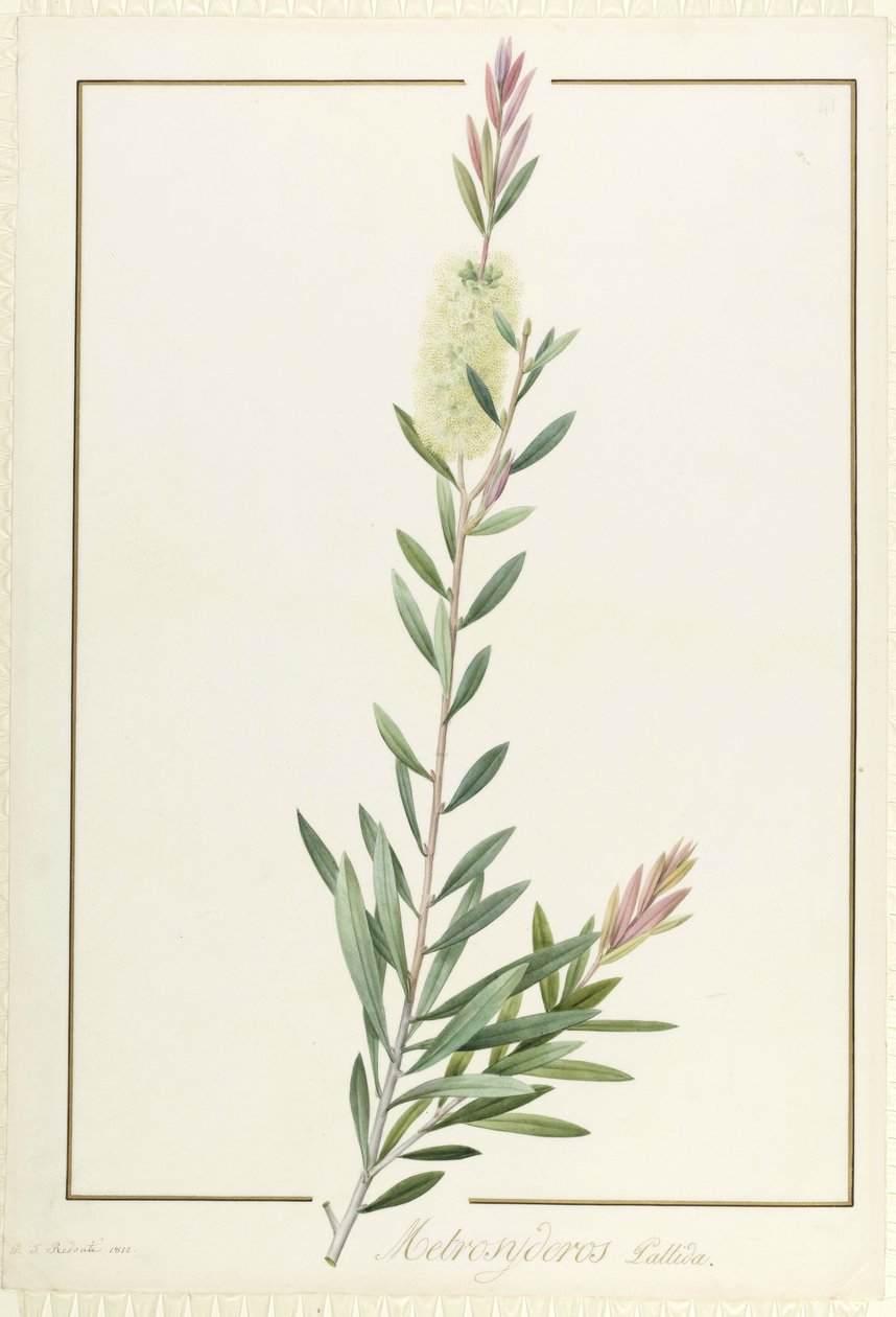 Metrosyderos Pallida, 1812 (wc og kroppsfarge over grafitt på vellum) av Pierre Joseph Redouté