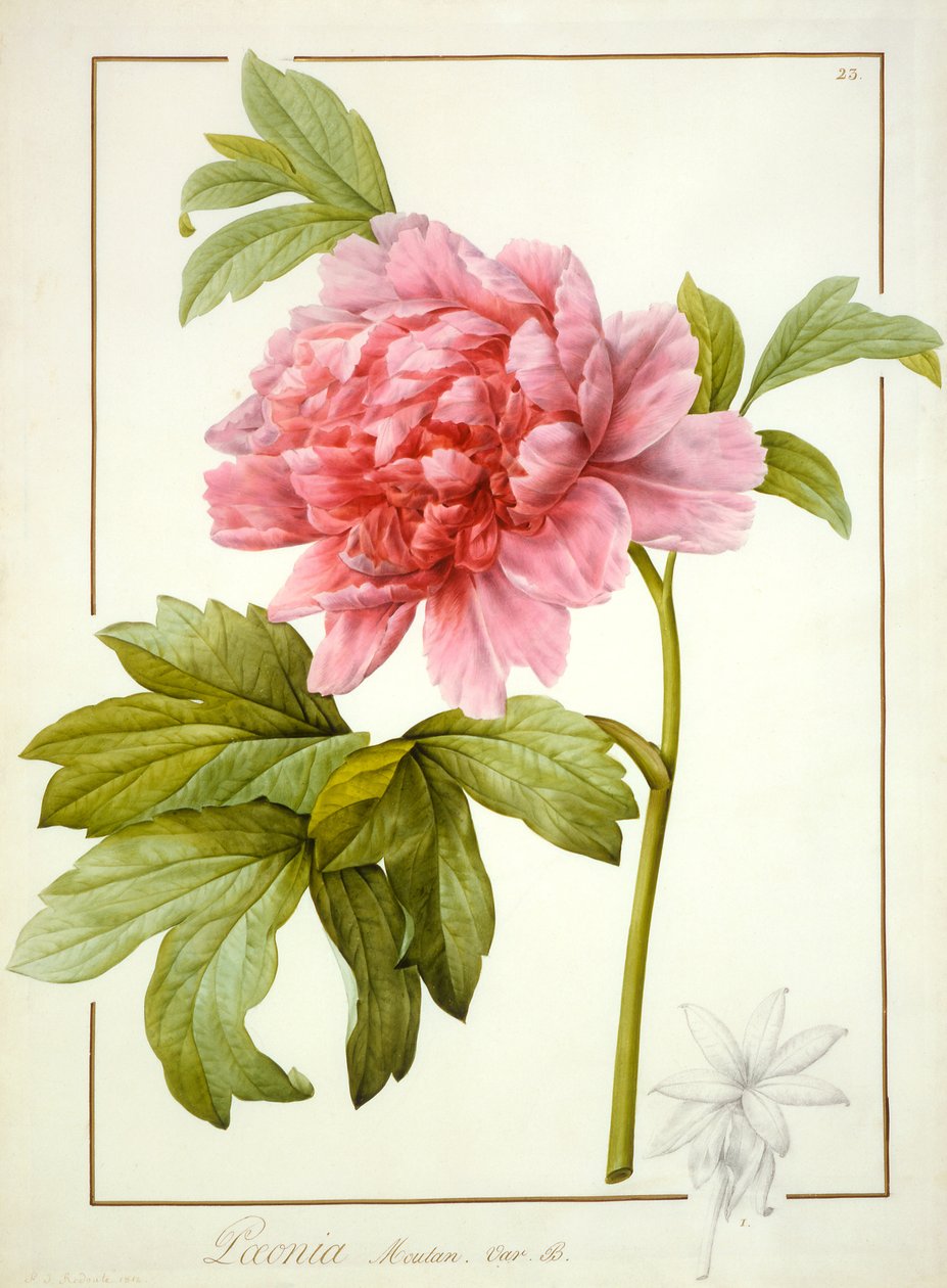 Paeonia Suffruticosa, 1812 (wc med gummi arabisk over spor av grafitt på vellum) av Pierre Joseph Redouté