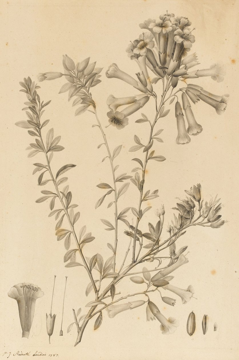 Periphragmos Species, 1787 (svart blekk og grå vask på papir, festet på festet) av Pierre Joseph Redouté