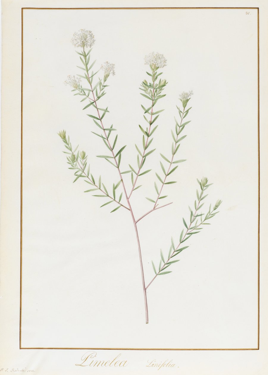 Pimelea Linifolia, 1812 (wc og kroppsfarge over grafitt på vellum) av Pierre Joseph Redouté
