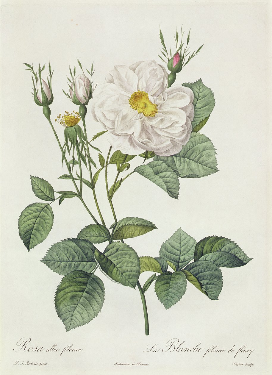 Rosa Alba Foliacea av Pierre Joseph Redouté