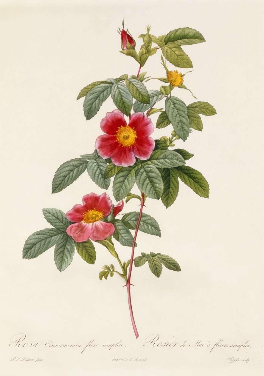 Rosa Cinnamomea enkel blomst av Pierre Joseph Redouté