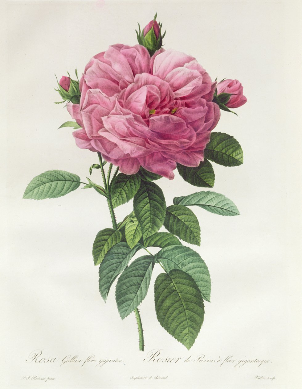 Rose av den franske blomsten av Pierre Joseph Redouté