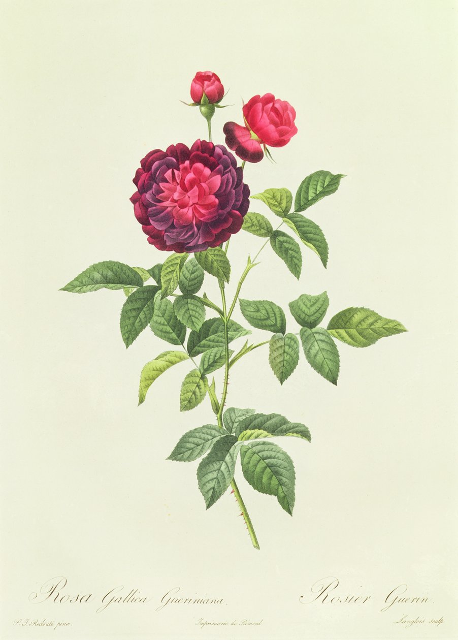 Rosa Gallica Gueriniana av Pierre Joseph Redouté