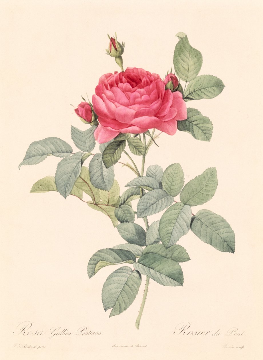 Rosa Gallica Pontiana av Pierre Joseph Redouté