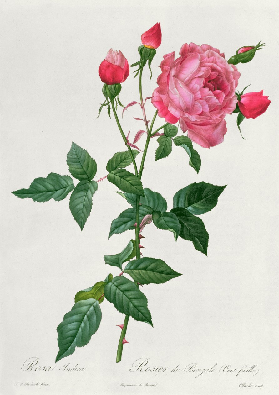 Indica rosa av Pierre Joseph Redouté