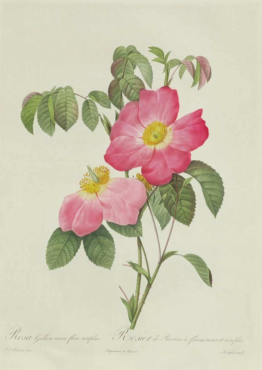 Rosa Tomentosa av Pierre Joseph Redouté