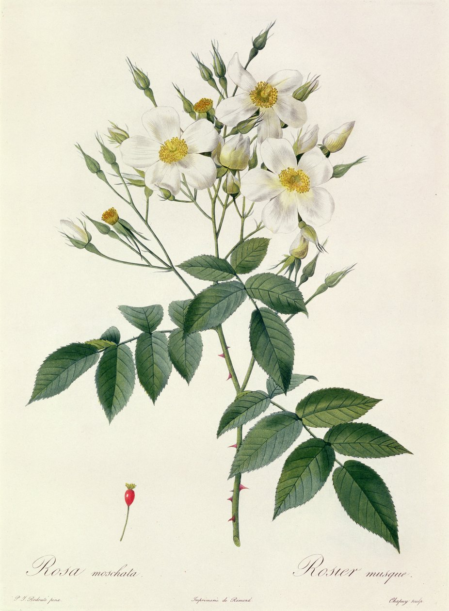 Rosa moschata eller moskusrose av Pierre Joseph Redouté