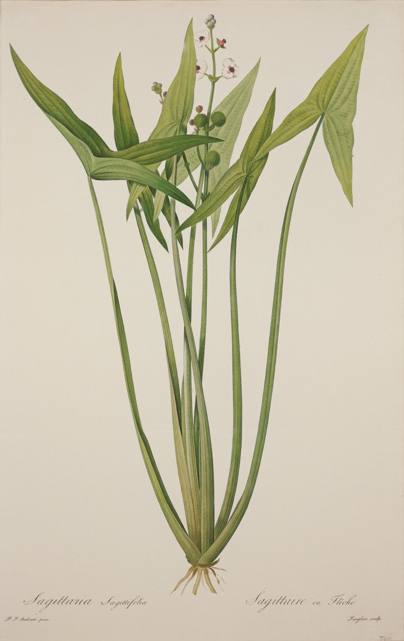 Sagittaria, gravert av Langlois (håndfarget gravering) av Pierre Joseph Redouté