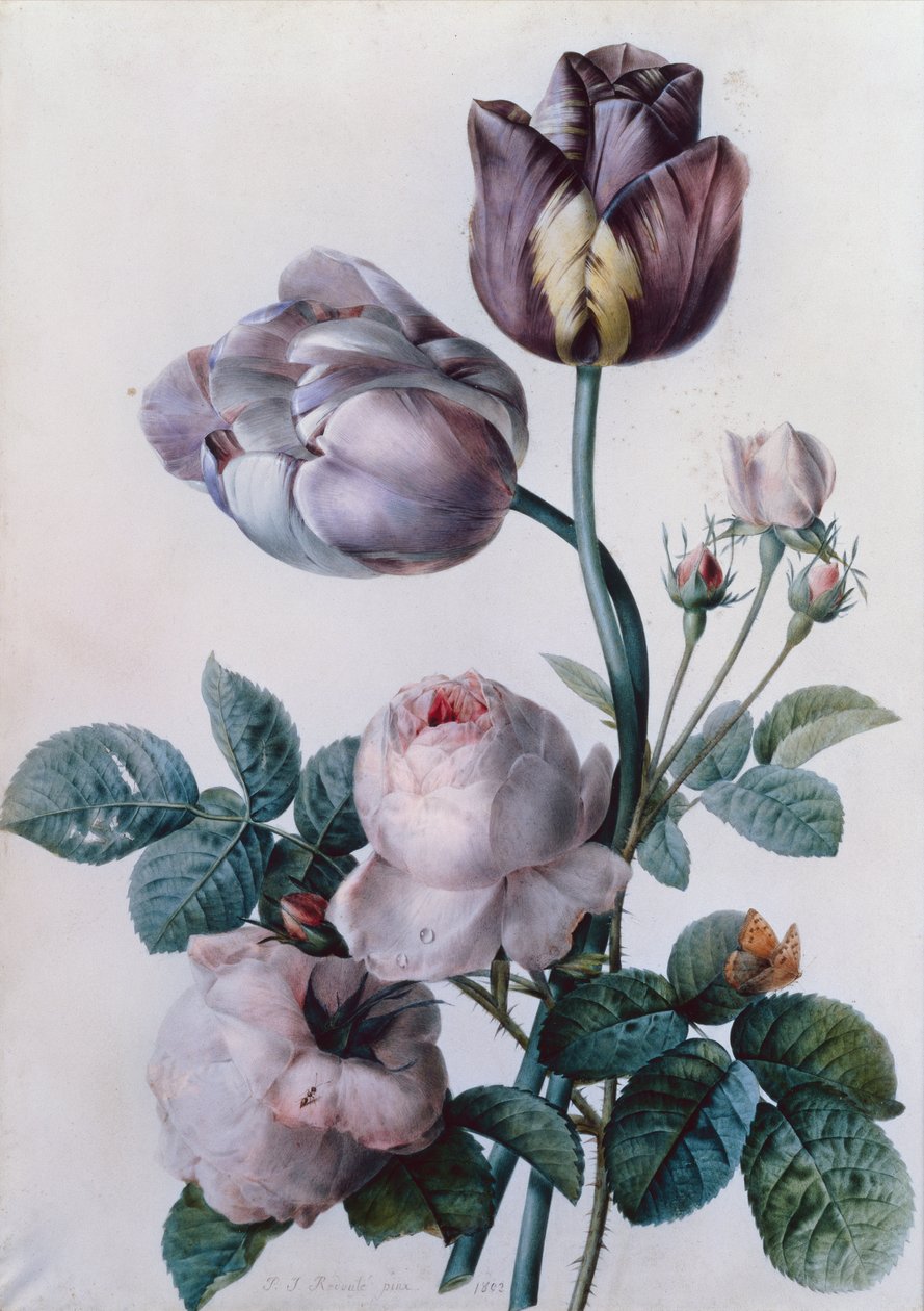 En kålrose, to tulipaner, en liten skilpaddeskallsommerfugl, gul eng (akvarell) av Pierre Joseph Redouté