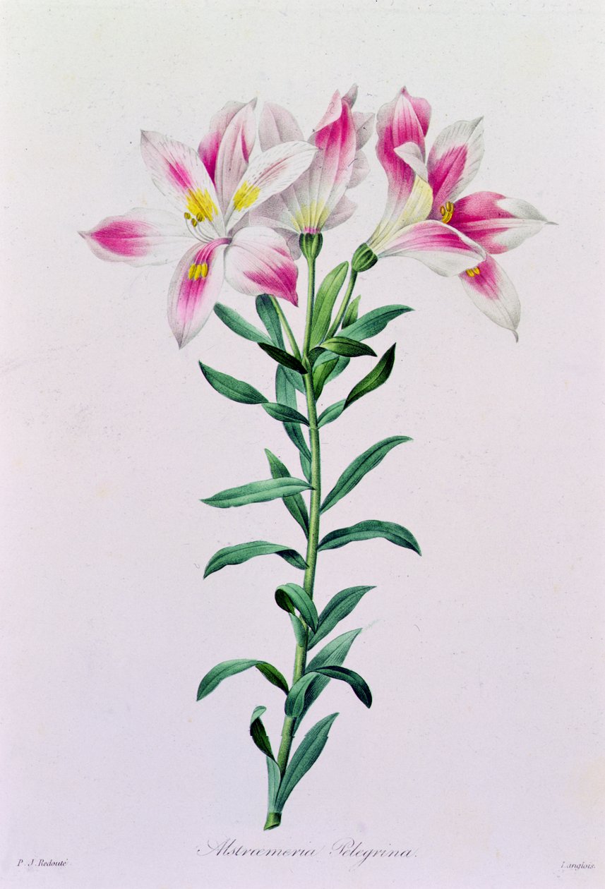 Alstroemeria Peregrina (farget gravering) av Pierre Joseph Redouté