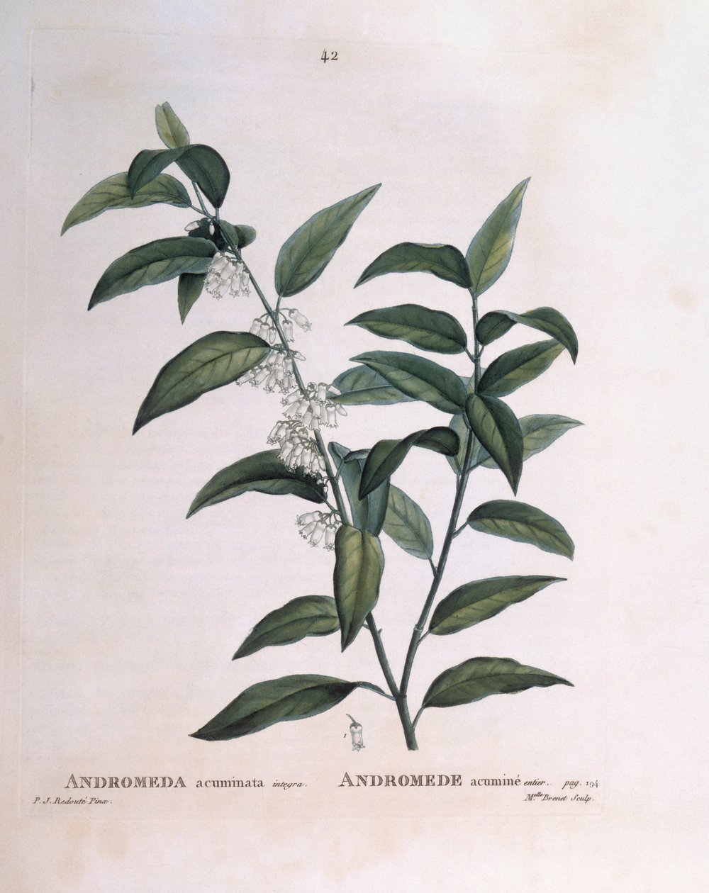 Andromeda acuminata Henry Louis Duhamel du Monceau, botanisk plate av Pierre Joseph Redouté av Pierre Joseph Redouté