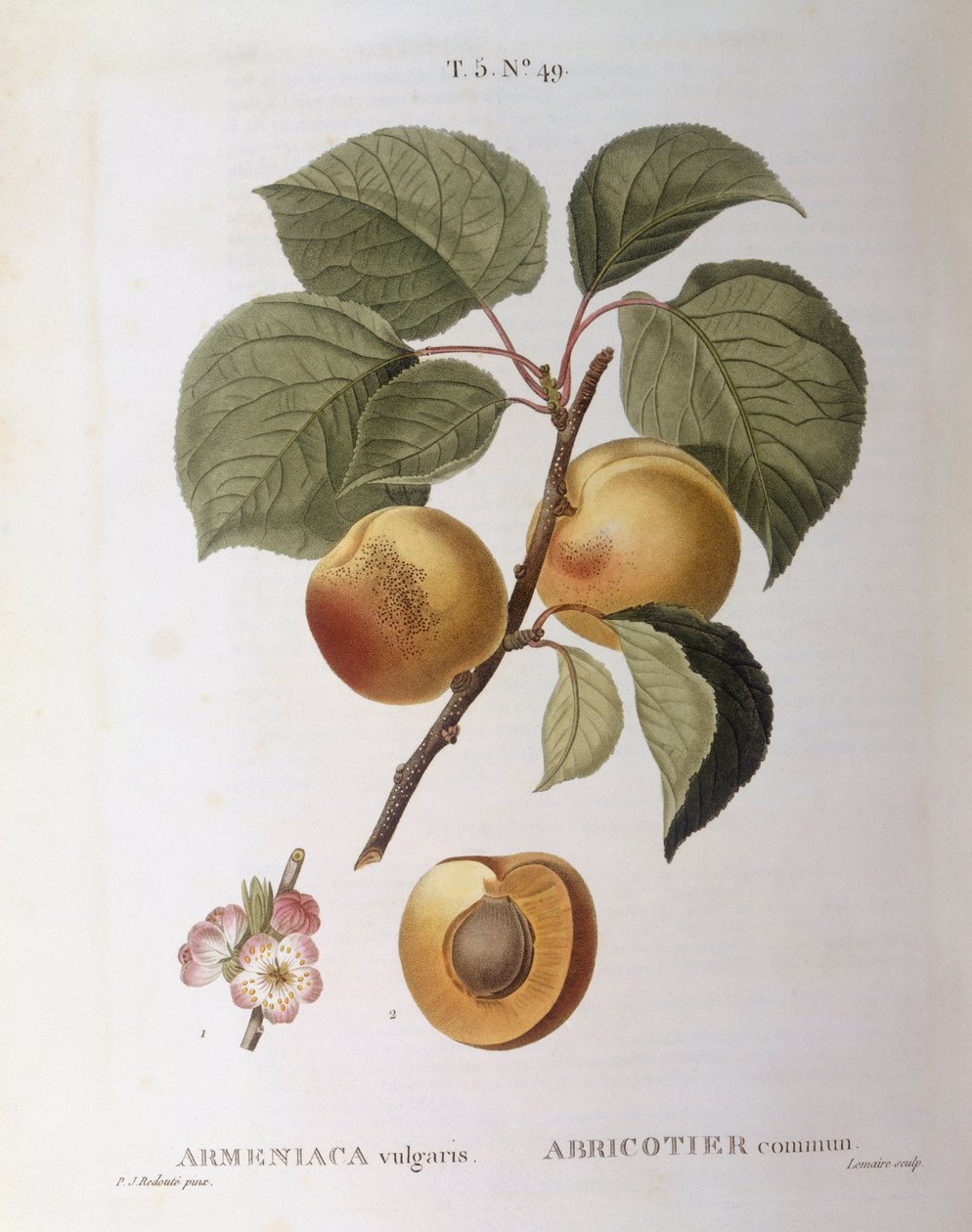 Aprikos (Armeniaca vulgaris eller Prunus armeniaca), Henry Louis Duhamel du Monceau, botanisk tallerken av Pierre Joseph Redouté av Pierre Joseph Redouté