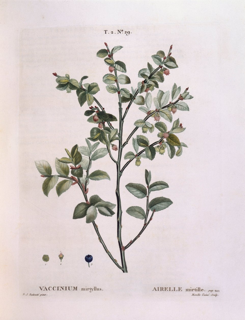 Blåbær (Vaccinium myrtillus), Henry Louis Duhamel du Monceau, botanisk tallerken av Pierre Joseph Redouté av Pierre Joseph Redouté
