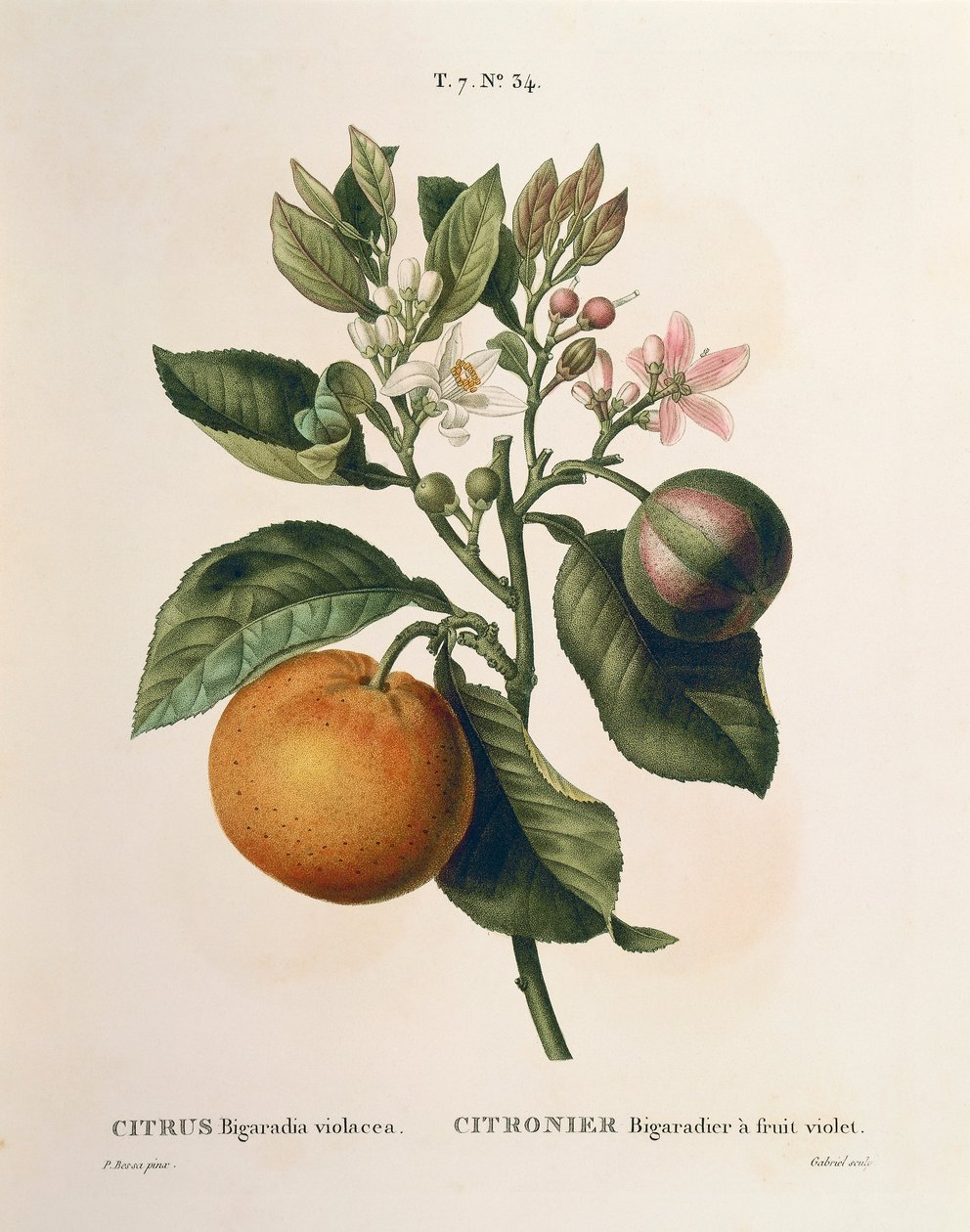 Bitter appelsin (Citrus aurantium) med fiolett frukt av Pierre Joseph Redoute (1759-1840) av Pierre Joseph Redouté