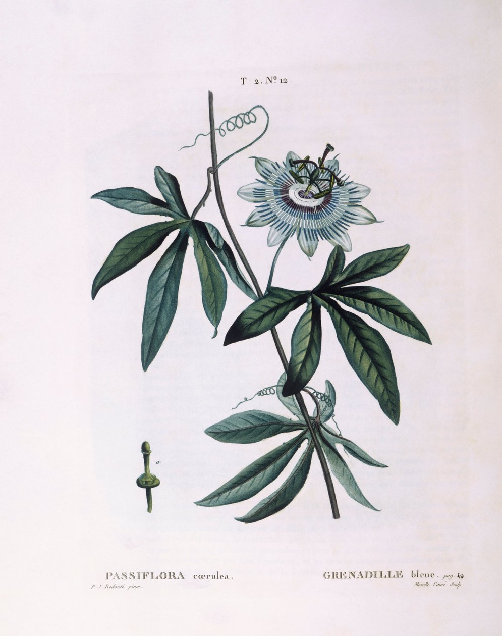 Blå pasjonsblomst (Passiflora caerulea), Henry Louis Duhamel du Monceau, botanisk tallerken av Pierre Joseph Redouté av Pierre Joseph Redouté
