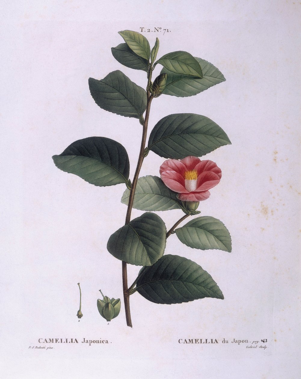 Camellia (Camellia japonica), Henry Louis Duhamel du Monceau, botanisk plate av Pierre Joseph Redouté av Pierre Joseph Redouté