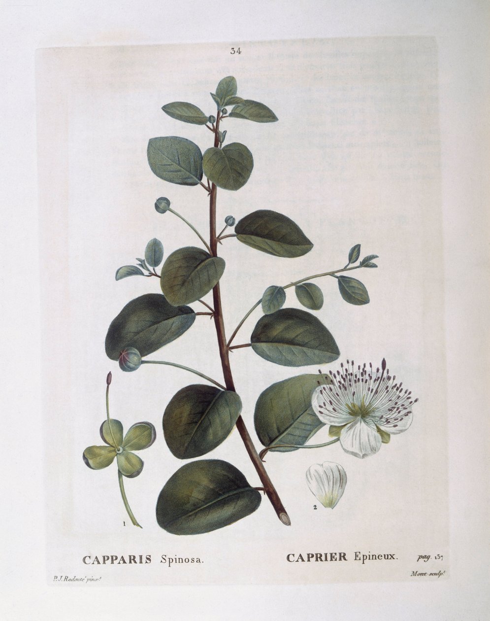 Caper (Capparis spinosa), Henry Louis Duhamel du Monceau, botanisk tallerken av Pierre Joseph Redouté av Pierre Joseph Redouté