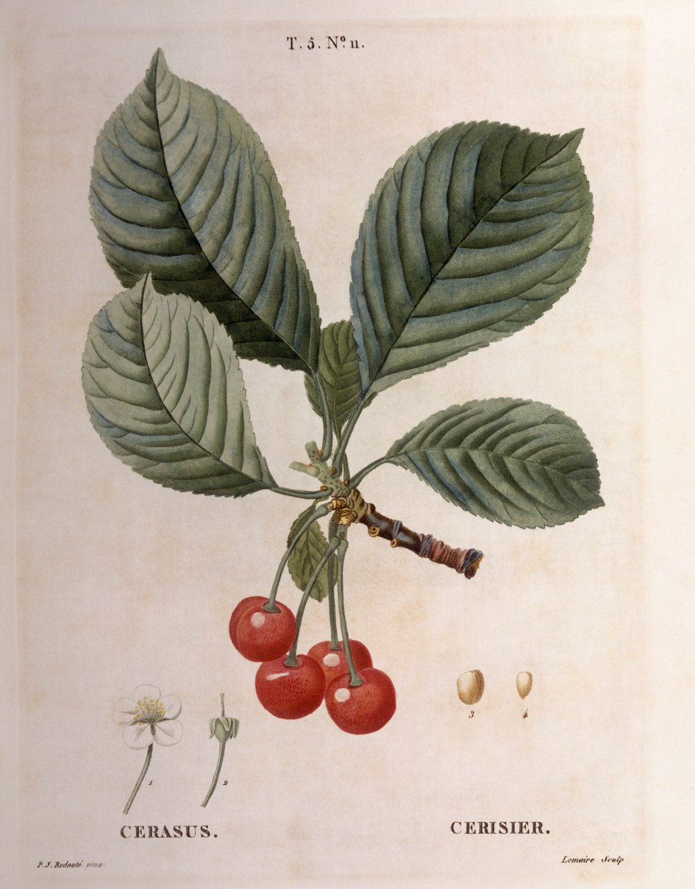 Kirsebær (Cerasus), Henry Louis Duhamel du Monceau, botanisk tallerken av Pierre Joseph Redouté av Pierre Joseph Redouté