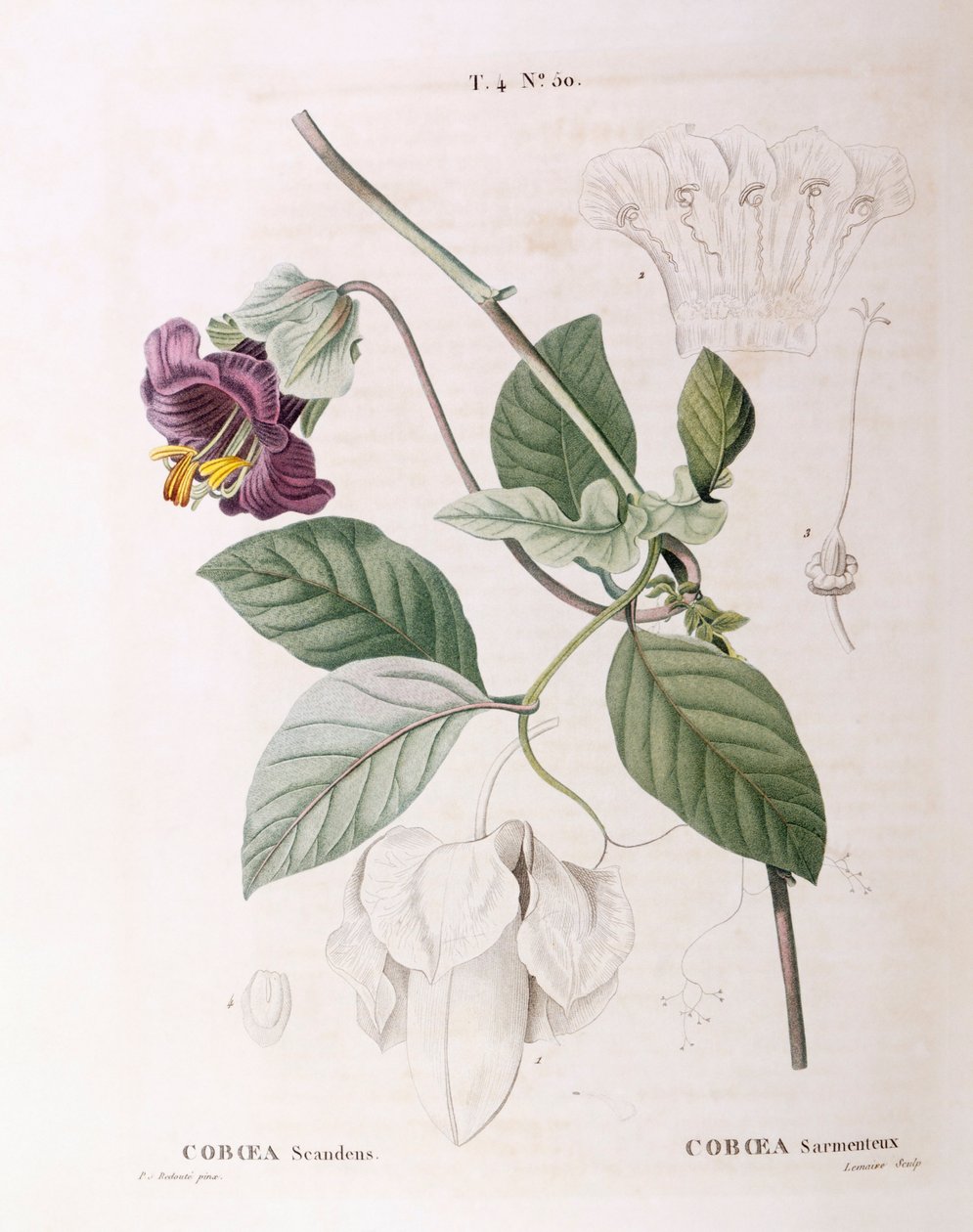 Cup and Saucer Vine (Cobaea scandens), Henry Louis Duhamel du Monceau, botanisk tallerken av Pierre Joseph Redouté av Pierre Joseph Redouté