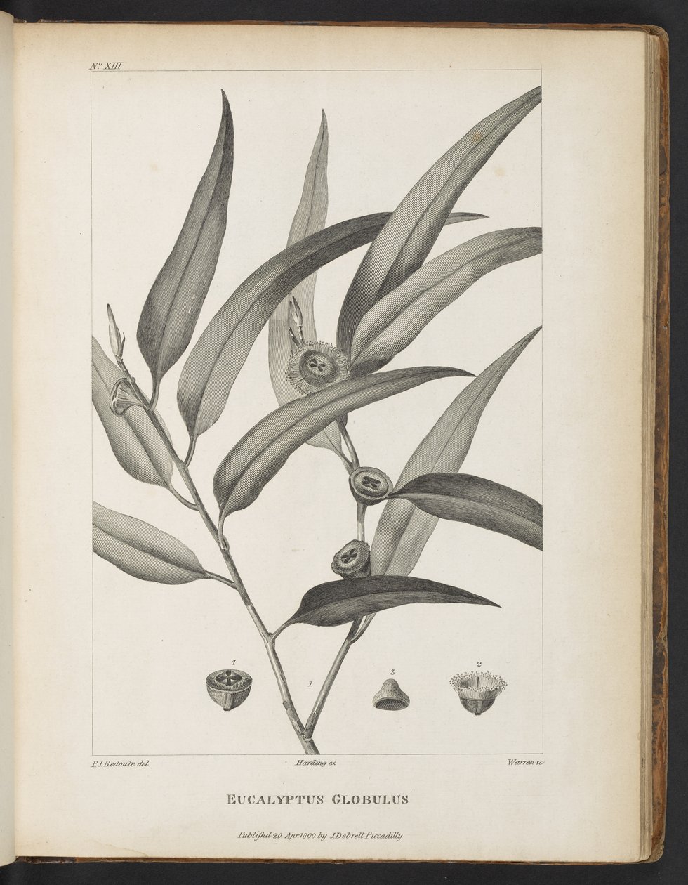 Eucalyptus Globulus fra "En beretning om en reise på jakt etter La Perouse" av Jacques-Julien Houtou de La Billardière av Pierre Joseph Redouté
